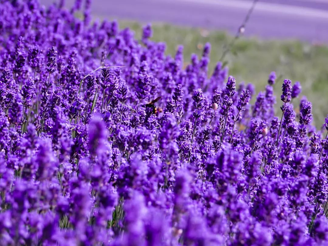 浪漫邂逅薰衣草，晶莹纯露芳香来袭(图4)