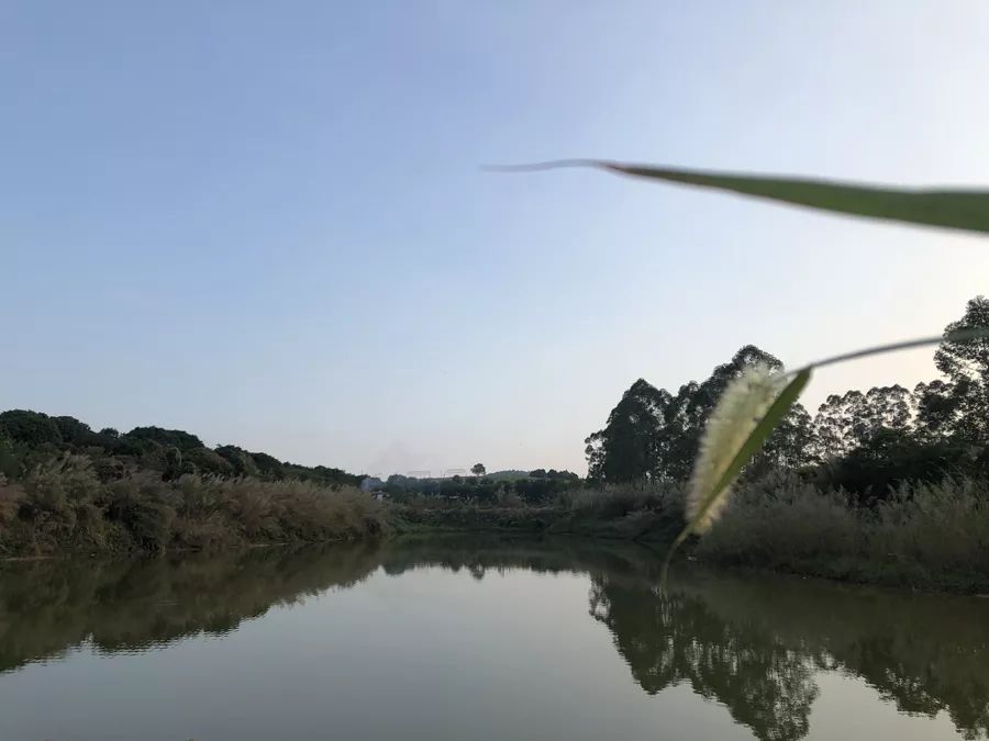 澳洲茶树详解（一）——最天然的抑菌剂