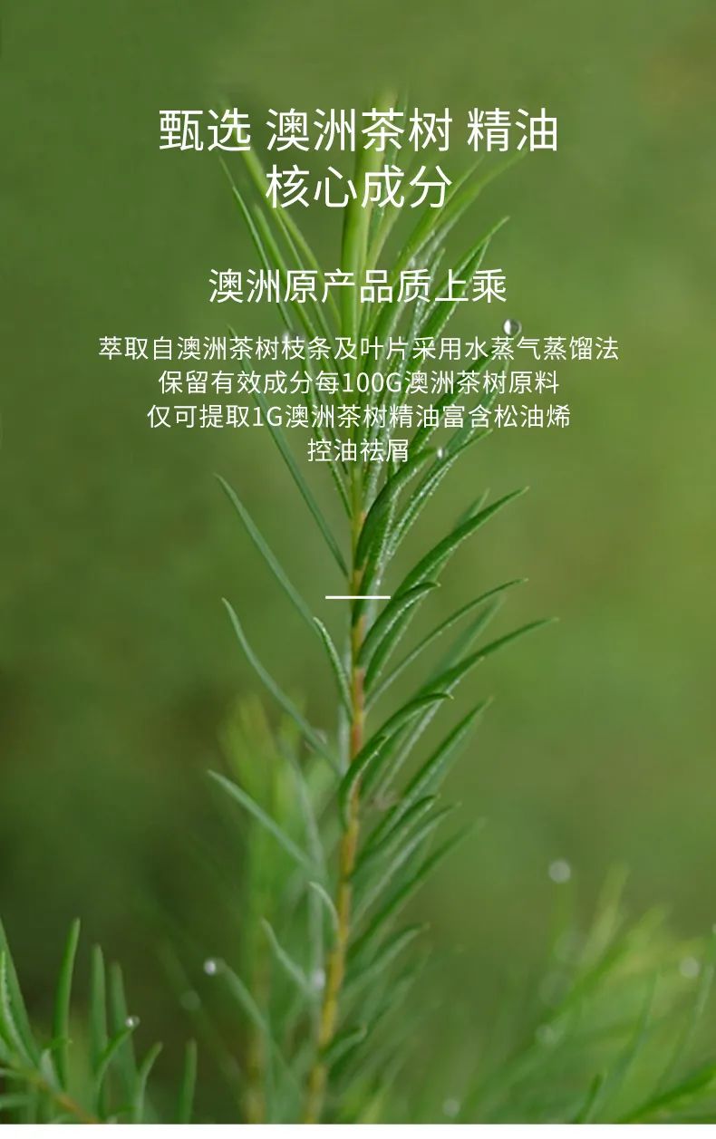 澳洲茶树精油洗发水，除螨+头皮护理一步搞定(图7)