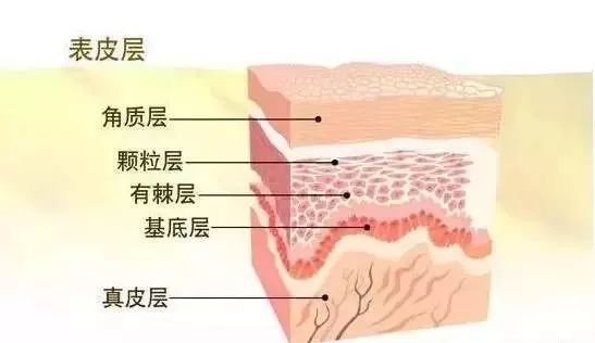 皮肤的基础知识及护理要点！女人一定要懂